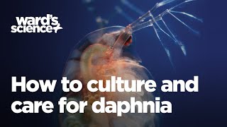 Caring and Culturing for Daphnia [upl. by Assirehs]