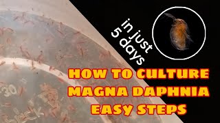 How to Culture Magna Daphnia Easily [upl. by Alitta]