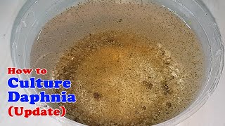 How to Culture Daphnia Update with ZERO Cost  Unlimited Live Food for Our Fish [upl. by Skcirdnek466]