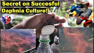 How to Culture Daphnia Successfully [upl. by Nuahsak168]