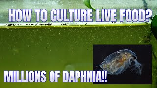 How to Culture Daphnia Secret Method to Breed MILLIONS  Simply Aquatic [upl. by Nnylamme314]