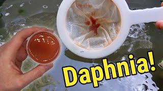 How I Culture Daphnia In Outdoor Tubs [upl. by Fiona]