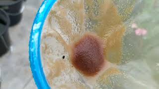 How to culture daphnia moina in a small container Part 1 English Subtitle [upl. by Je512]