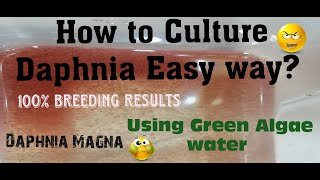 Daphnia MagnaHow to Culture Daphnia Easy wayCulturing Daphnia using Green water Daphnia [upl. by Caesar16]