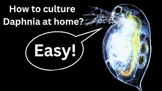 BEST Live Fish Food Beginner guide How to Culture Daphnia at home [upl. by Elfrida]