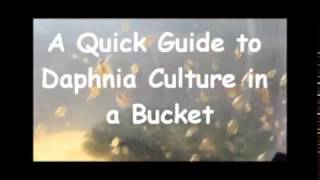 How to culture daphnia outside [upl. by Perla]