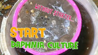 How to culture daphnia moina the easy way 1  Starting the Daphnia culture [upl. by Landing]