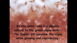 Daphnia  How to grow daphnia in your home [upl. by Yahska589]