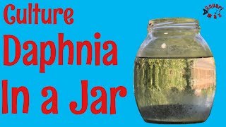 How to Culture Daphnia in a Jar [upl. by Roselani]