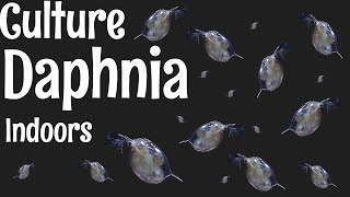 How to Culture Daphnia [upl. by Namialus]