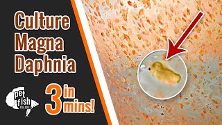 How to culture DAPHNIA MAGNA  The easy way [upl. by Hijoung767]