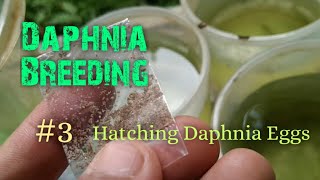 Daphnia Culture made simple and easy 3  Hatching Daphnia eggs [upl. by Ydnec775]