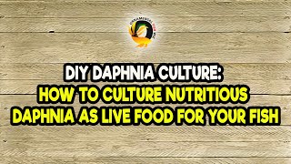 DIY Daphnia Culture How to Culture Nutritious Daphnia as Live Food for Your Fish [upl. by Namron]