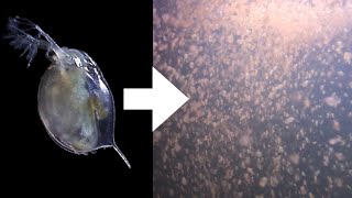 How I Culture Daphnia [upl. by Adnauqal188]