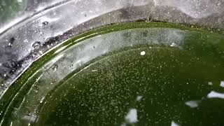 DAPHNIA MOINA CULTURE IN A SMALL BUCKET [upl. by Saiasi]