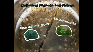 How To Culture Daphnia and Moinas using Green Water Spirulina powder [upl. by Francine556]