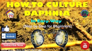 HOW TO CULTURE DAPHNIA In Easy Way [upl. by Aerdnac]